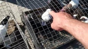 Крым выставка голубей, с. Владиславовка