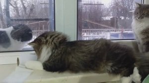 Кошки на окошке!? Cat on the window!?