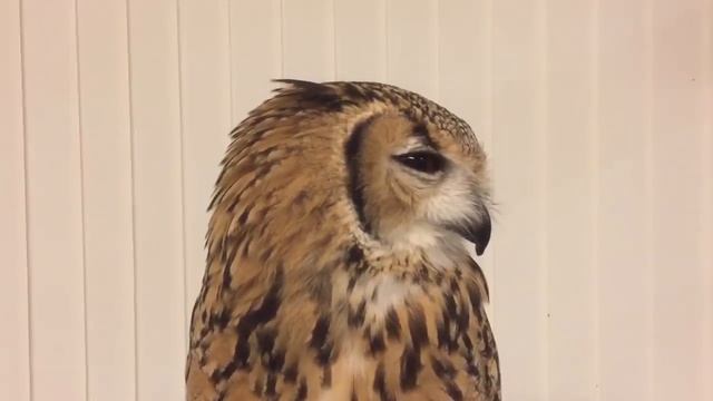 くしゃみするフクロウ смотреть онлайн