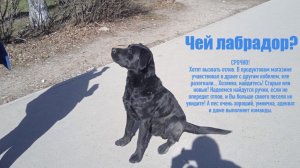 СРОЧНО! Чей лабрадор?