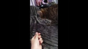 вот как покормить кошку и поиграть с ней.❤️❤️💋