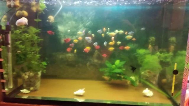 Производители Теренций glofish смотреть онлайн