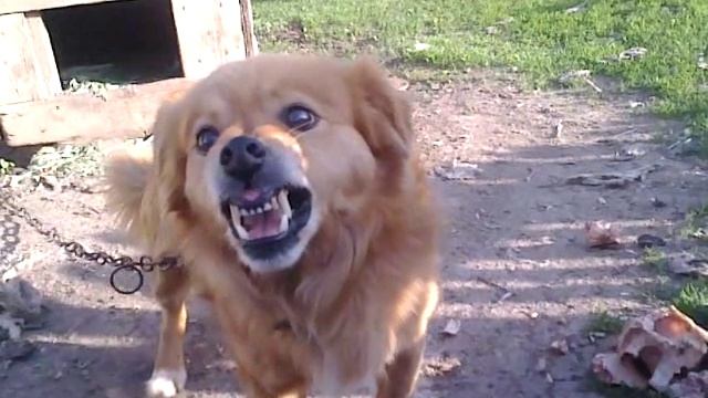 Злая собака смотреть онлайн