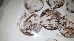 manica rubida небольшой обзорчик.