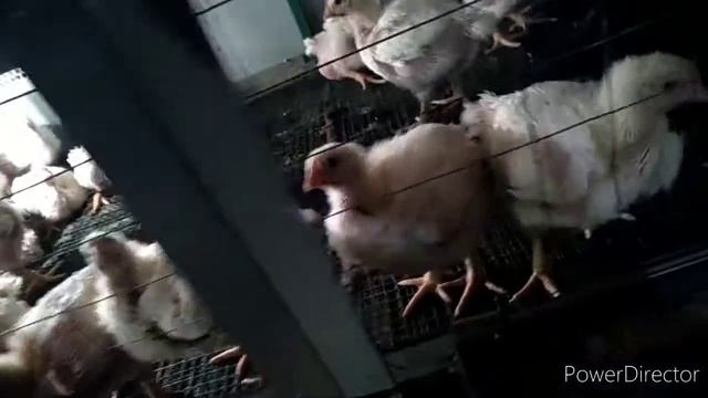 Кобб 700,бройлеры,вес в 24 дня. смотреть онлайн