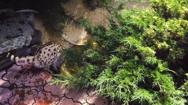 Сервал на прогулке! Питомник SoulCats смотреть онлайн