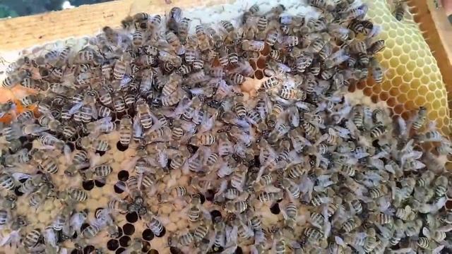 Вывод маток от А до Я.Проверка выхода маток из маточников смотреть онлайн