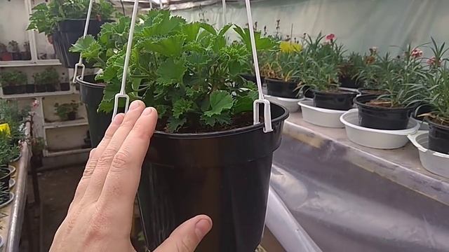 Заношу Пеларгонию(герань) на зимовку и ЛИСТЬЯ ЗЕЛЕНЕЮТ. смотреть онлайн