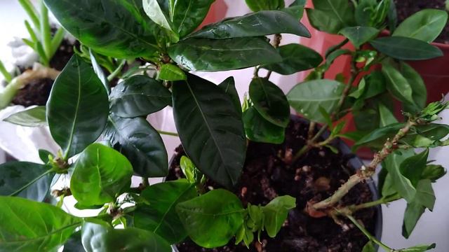 Gardenya Çiçeği Bakımı (Gardenia jasminoides) смотреть онлайн