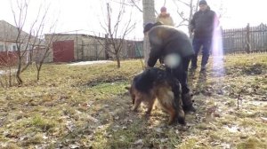 Дрессировка собак. Следовая работа. Занятие 1. "Школа Гайдука"