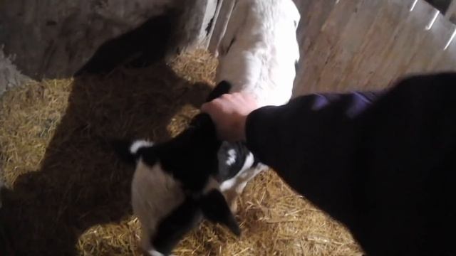 Корова лежала 2 дня - подняли за 7 минут смотреть онлайн