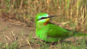 Зеленые щурки. Музыка к фильму "Аггёльский национальный парк"
