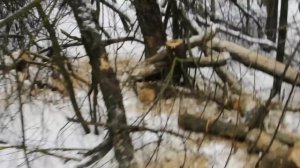 За дровами в лесу.