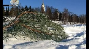 Сухой Док в Рыбинске засаживают соснами