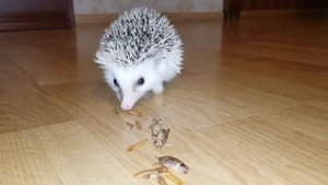 АФРИКАНСКИЙ ЕЖИК кушает насекомых. Замедленная съемка