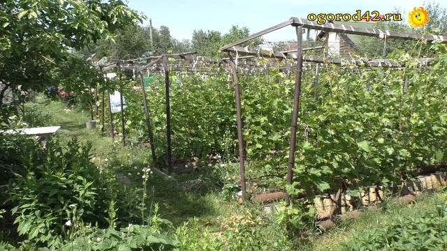 О формировании винограда - Сергей Пеганов