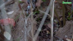 Как подготовить к зиме голубику? Правила обрезки голубики!