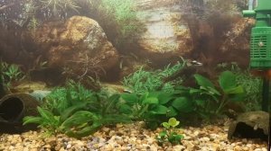 Чистая порода гуппи, производ, бассейн в теплице