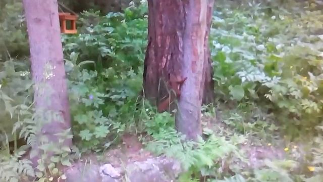 Бурундук как пылесос собирает семечки. смотреть онлайн