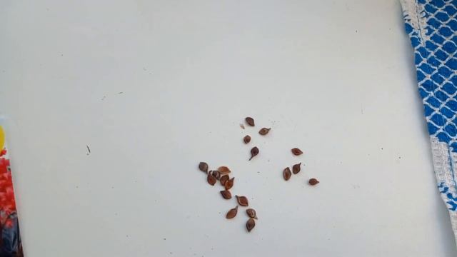 Посев клематиса цельнолистного. смотреть онлайн