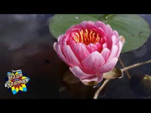 Нимфея Fireball (Огненный шар) кувшинка, waterlily, водные растения, пруд