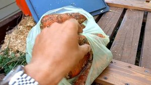 Зимнее хранение моркови, погреб и опилки.