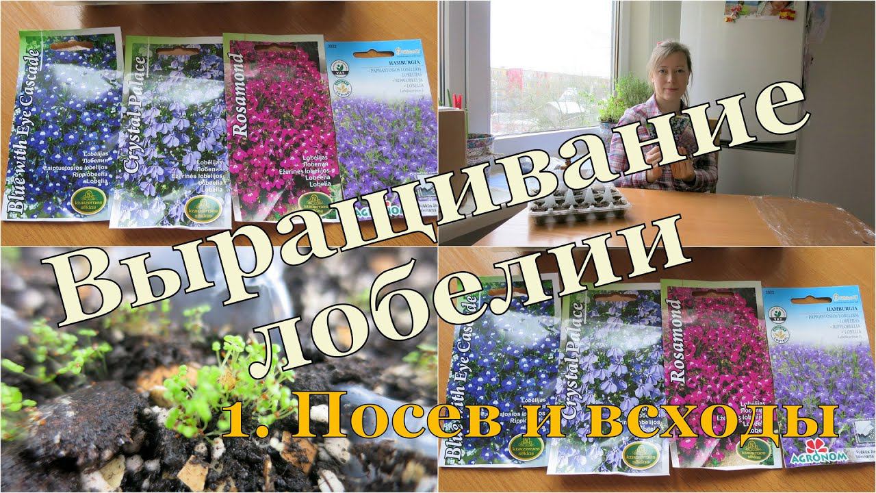 Выращивание лобелии. 1. Посев и всходы // Growing lobelia. 1. Seeds starting
