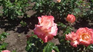 ДЕМЕТРА (Demetra), De Ruiter Innovations BV Нидерланды,  2012 г. Срезочные (Florists Rose)