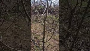 Уход за колоновидными яблонями.