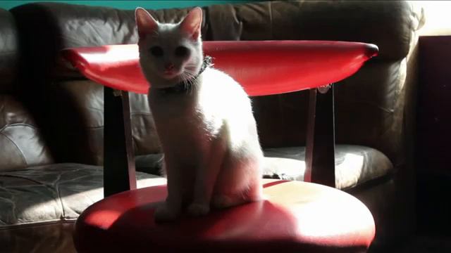 Animal metronome Hypnotic video with animals