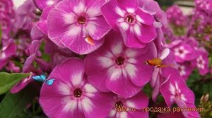 Флокс метельчатый Лаура (phlox paniculata laura) ? Лаура обзор: как сажать, рассада флокса Лаура