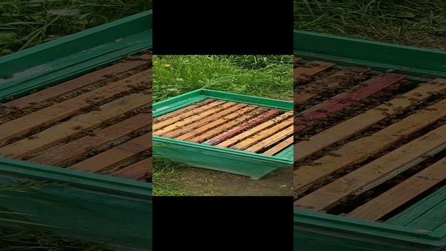 Нападение пчел. Моменты за кадром