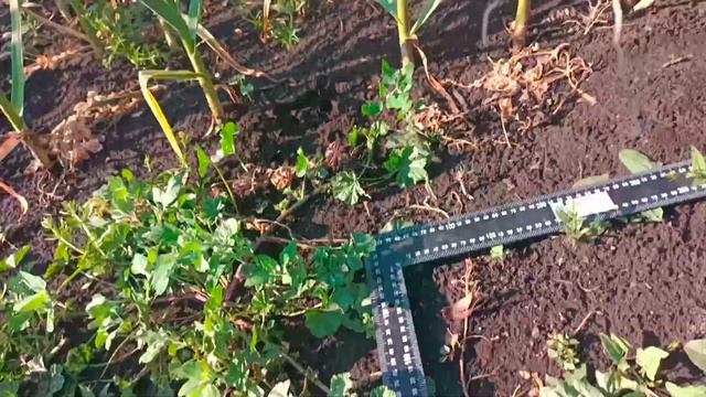 Сравнение органического удобрения "коровяк" с азофоска, амиачночной селитрой.
