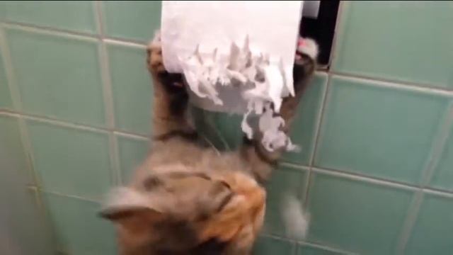 11.Funny cat fight and bite compilation/коты нападают и кусают)) смотреть онлайн