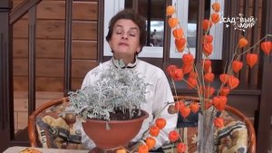 Однолетние цветы  Цинерария морская и цинерария гибридная.