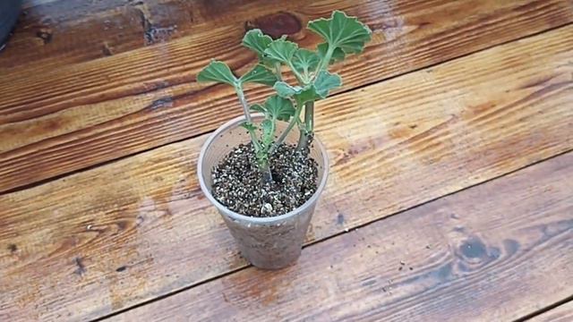 УКОРЕНЯЕМ ПЕЛАРГОНИИ ЗА 5 ДНЕЙ БЕЗ ПРИСАДОК, ПОРОШКОВ, ГЕЛЕЙ И Т. П // ВАЦАП 8-915-245-81-59 смотреть онлайн