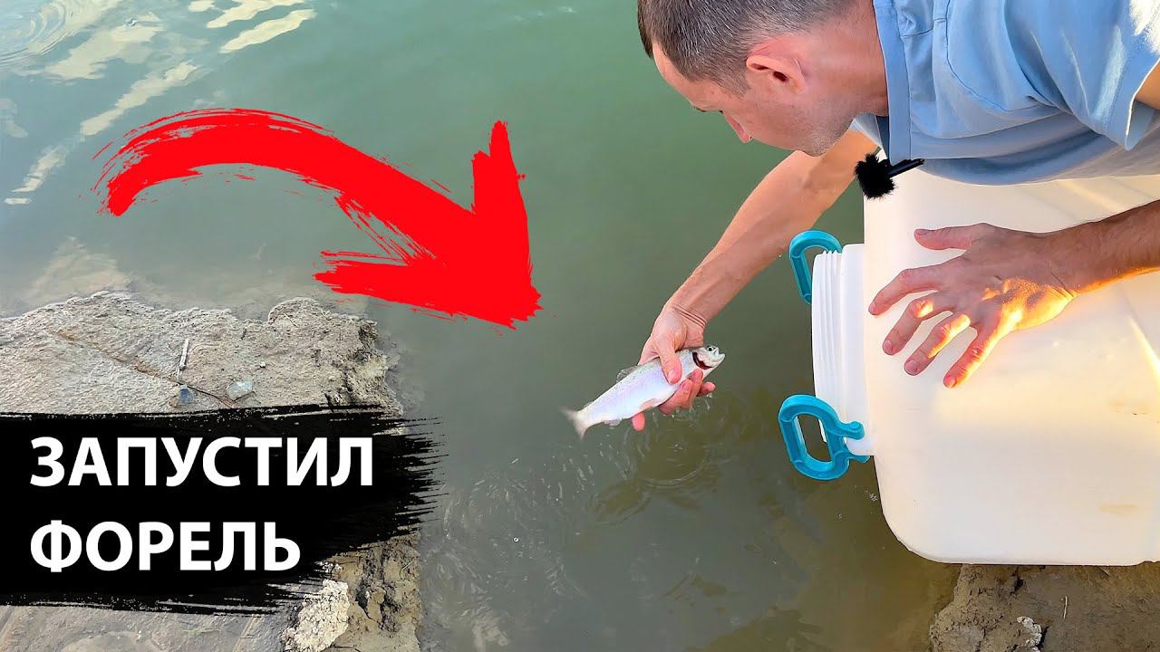 Форель в пруду возле дома. Зарыбление форелью. Большой эксперимент / часть 1.