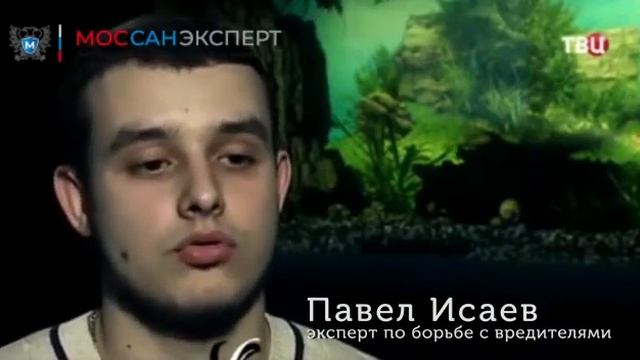 Борьба с тараканами и клопами