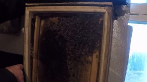 Как сохранить матку  Высокотемпературная зимовка пчел 2 часть