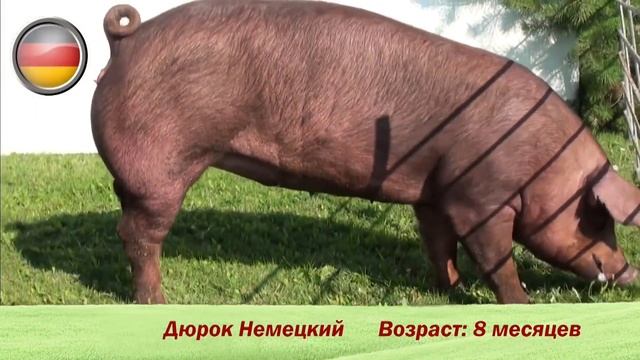 Племенные свиньи породы "Дюрок"