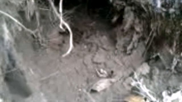 Норная охота на лису с фокстерьером.Бердичев.Чась 1 смотреть онлайн