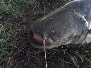 Рыбалка на Балхаше база Завидово.