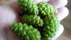 Варенье из молодых сосновых шишек