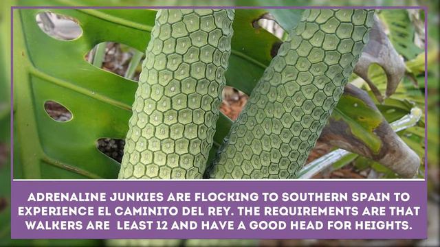 What is Monstera Deliciosa & Taste of a Tropical Fruit