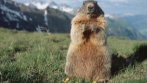 И мой сурок со мною