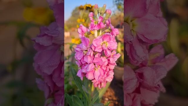 Spicy perfume plant | Stock | Matthiola incana