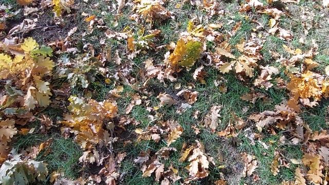 Николаев сегодня. 5 минут назад стало известно! Директор КП "Ритуальные услуги" задержан! Новости смотреть онлайн