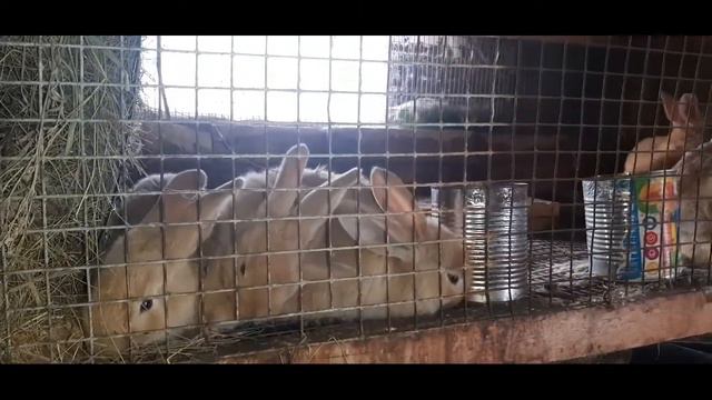 РЫБКУ ПОЙМАЛ,ОБЗОР ВЕЧЕРОМ У УШАСТЫХ смотреть онлайн