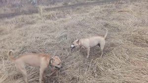 Амстафф против амстафф, и одна палка. 
Молли и Асти.  Кошелев, Калуга, 1 апреля 2023.