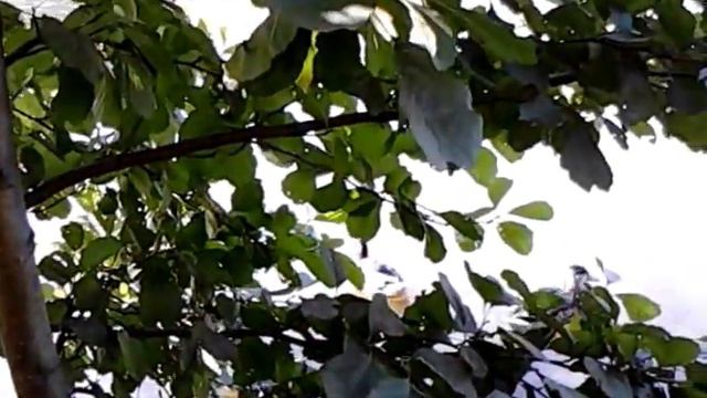 Царицыно. Пруд. Утки. смотреть онлайн